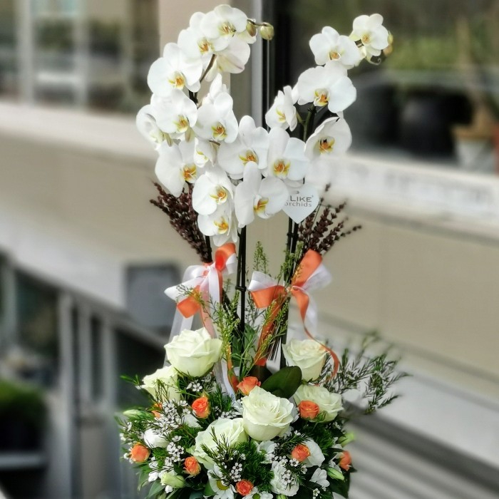 Boğaziçi Serisi Beyaz Orkide