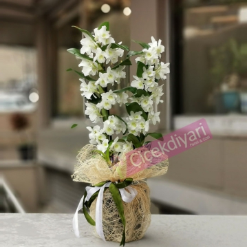 Beyaz Dendrobium Orkide