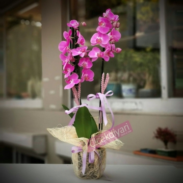 2 Dallı Fuşya Orkide