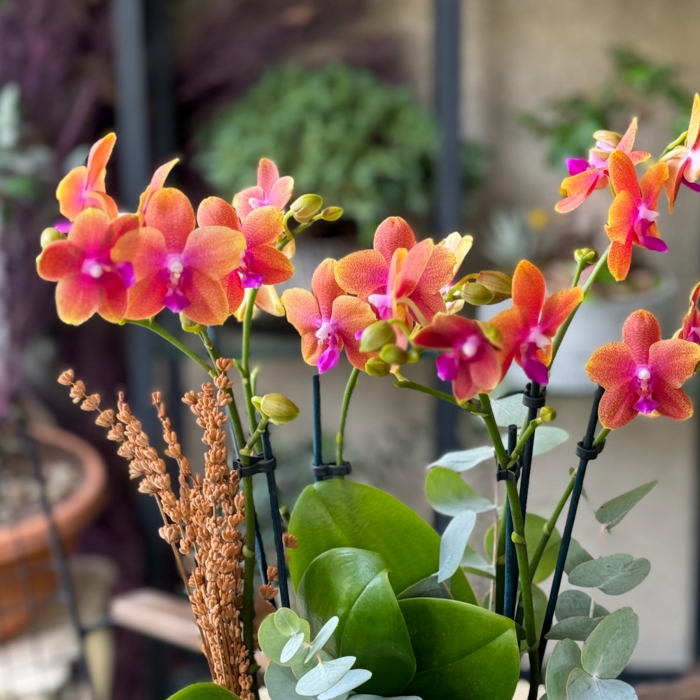 Özel Koleksiyon Sunset Orange