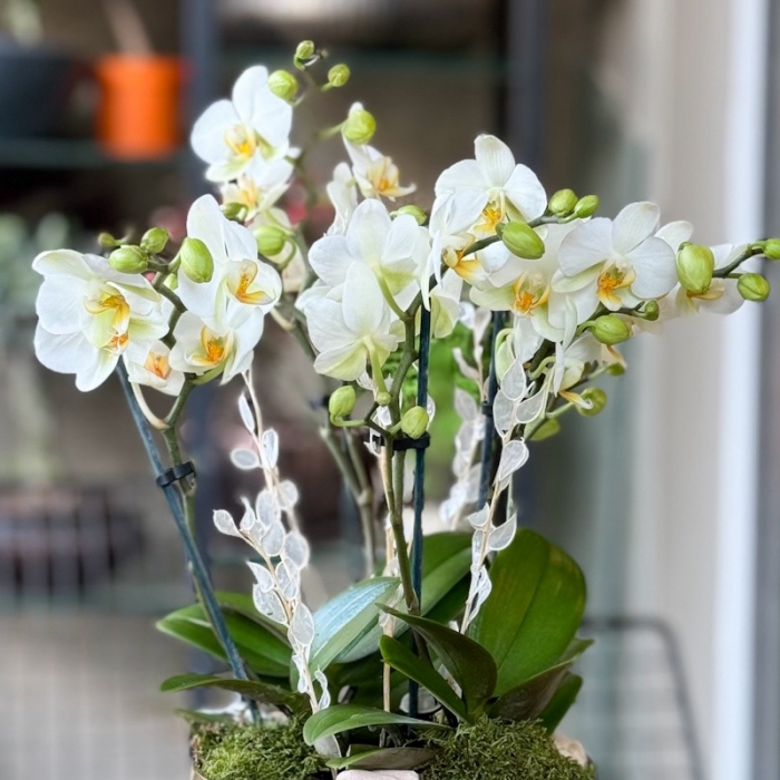 Özel Koleksiyon Bougetto Orkide