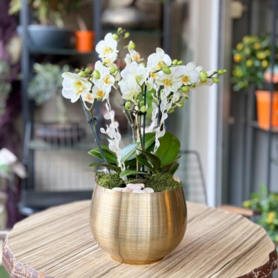 Özel Koleksiyon Bougetto Orkide