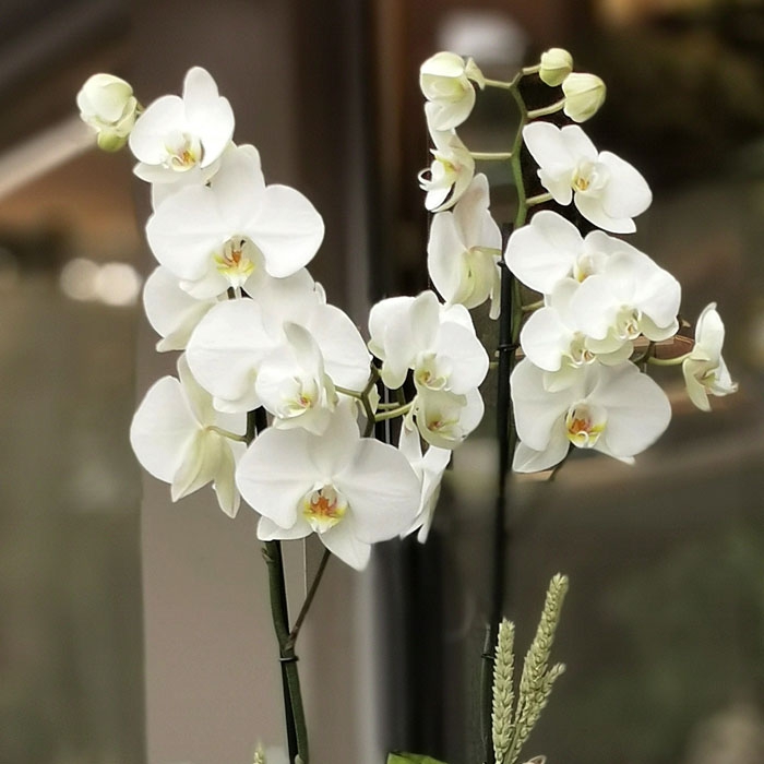 İki Dallı Beyaz Orkide