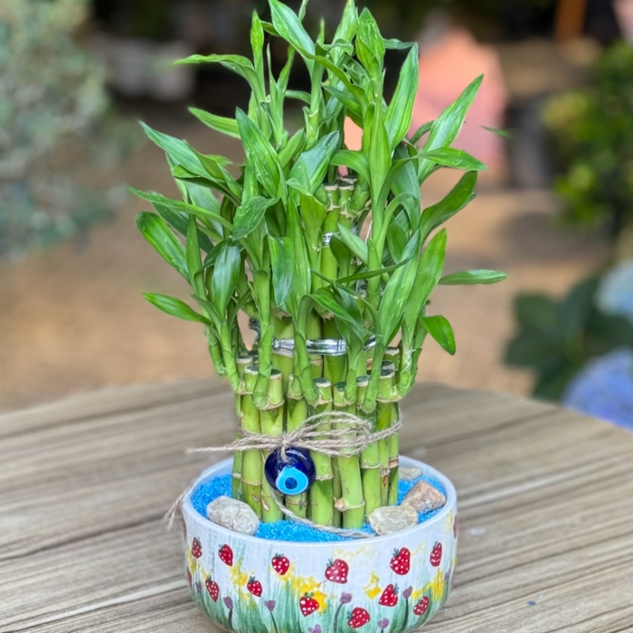 Şans Hep Yanında Olsun