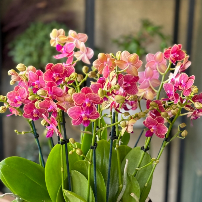 Özel Koleksiyon Olala Bellissimo