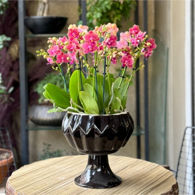 Özel Koleksiyon Olala Bellissimo