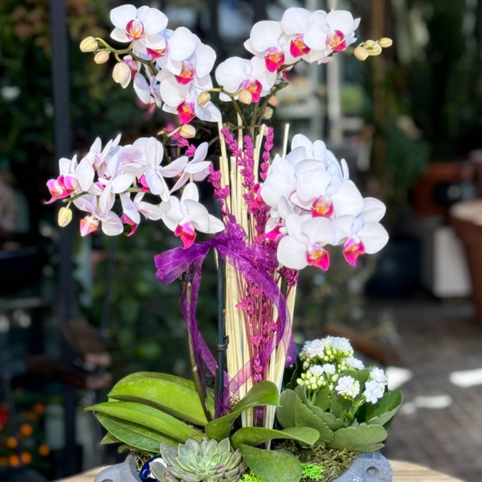 Anadolu Hisarı Orkideler