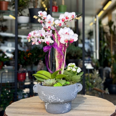 Anadolu Hisarı Orkideler