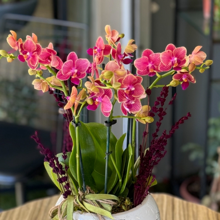 Özel Koleksiyon Coconat Dream