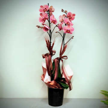 Özel Koleksiyon Narbonne Orkide