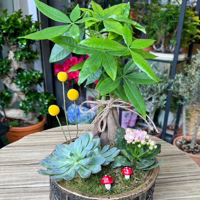 Pachira Bonsai ve Sukkulent