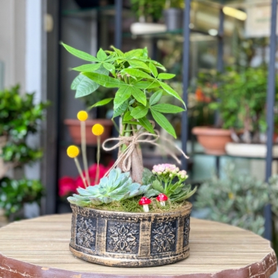 Pachira Bonsai ve Sukkulent