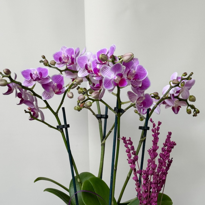 Bakır Saksı Midi Orkide