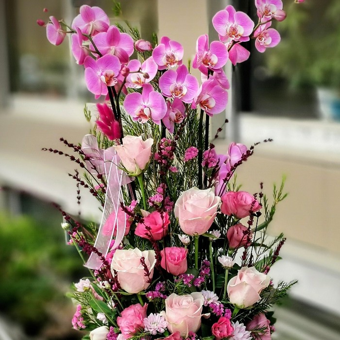 Boğaziçi Fuşya Orkide