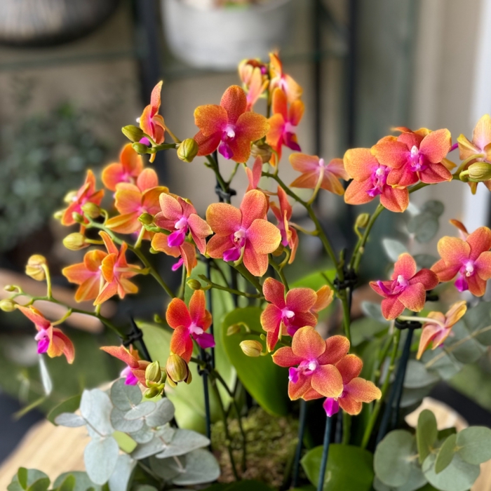 Özel Koleksiyon Polar Fire