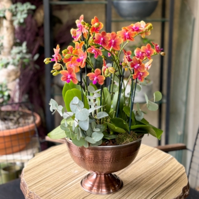 Özel Koleksiyon Polar Fire