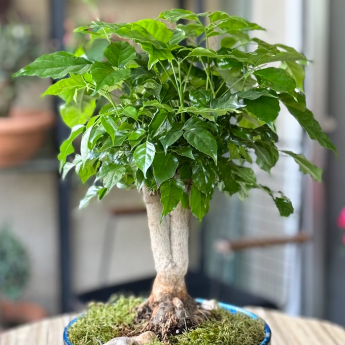 Radermachera Bonsai