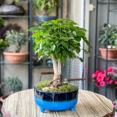 Radermachera Bonsai