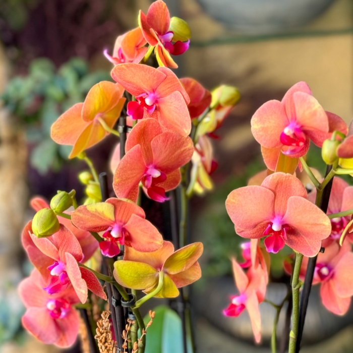 Özel Koleksiyon Surf Song