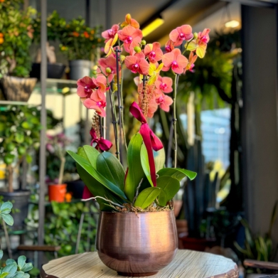 Özel Koleksiyon Surf Song