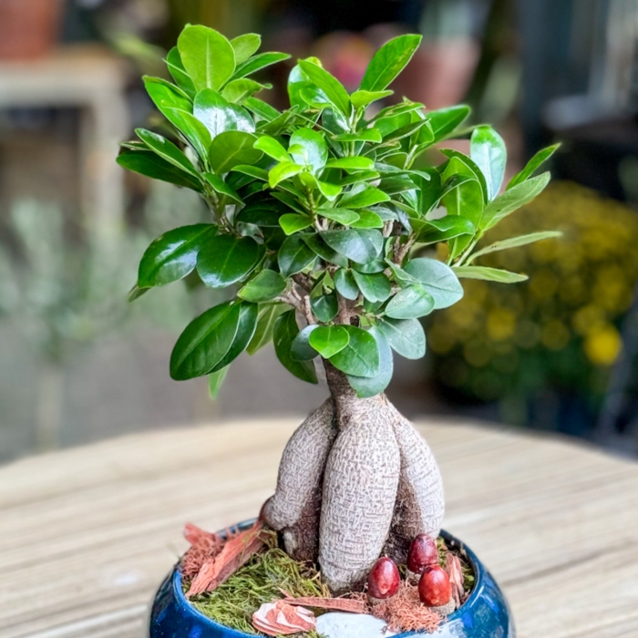 Küçük Ficus Bonsai
