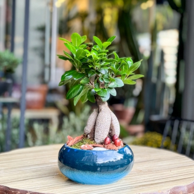 Küçük Ficus Bonsai